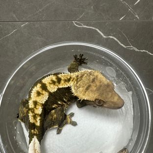포비