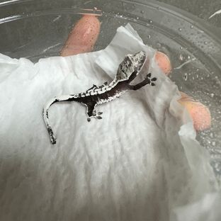 아잔틱