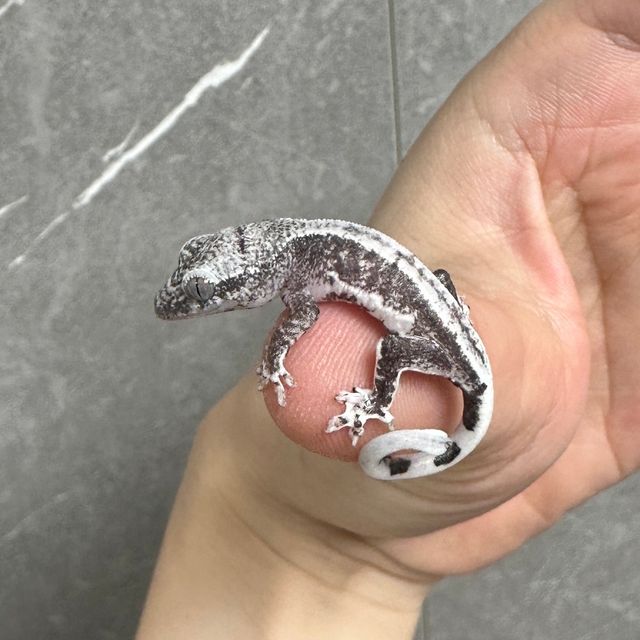 릴잔틱