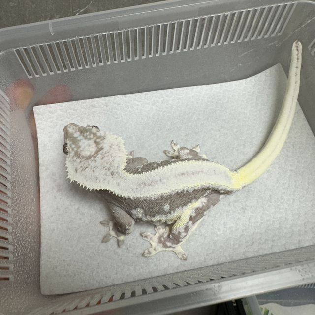 릴잔틱