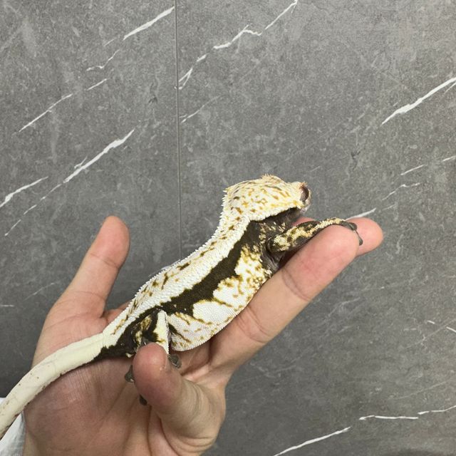 100%헷아잔틱