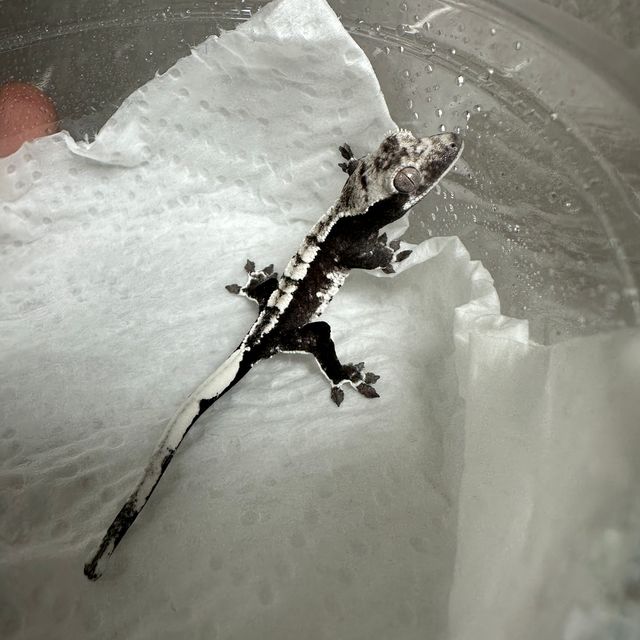 아잔틱