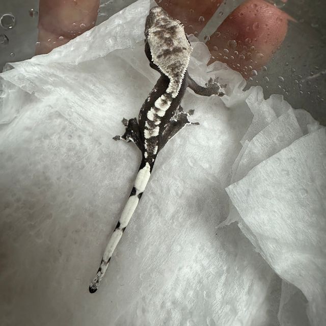 아잔틱