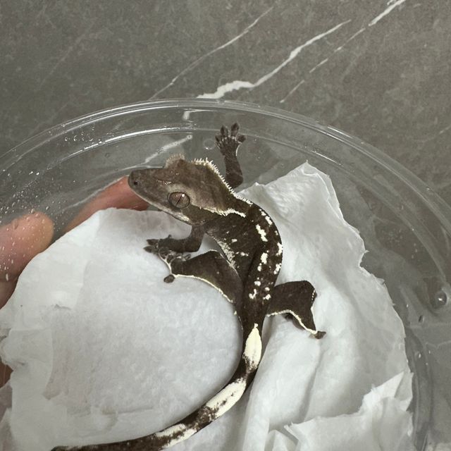 아잔틱