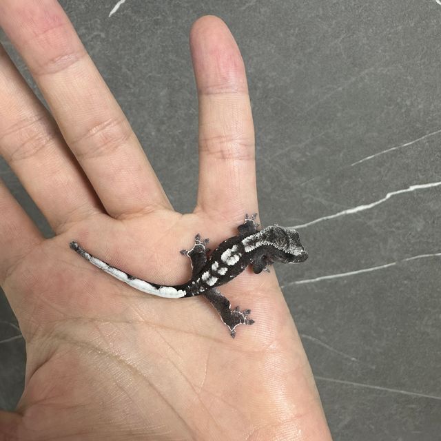 아잔틱