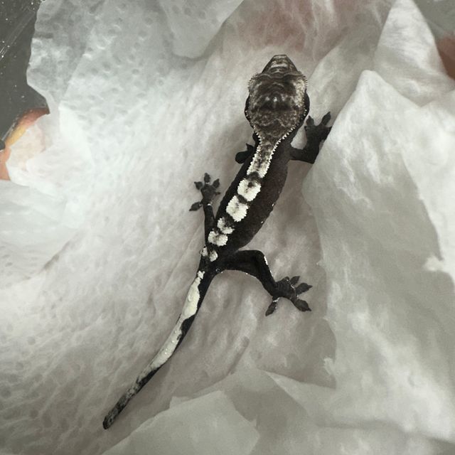 아잔틱