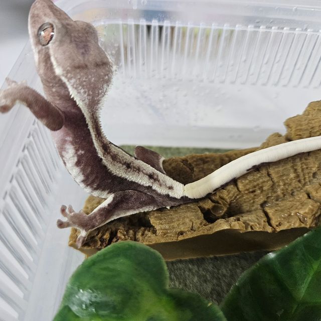 릴잔틱