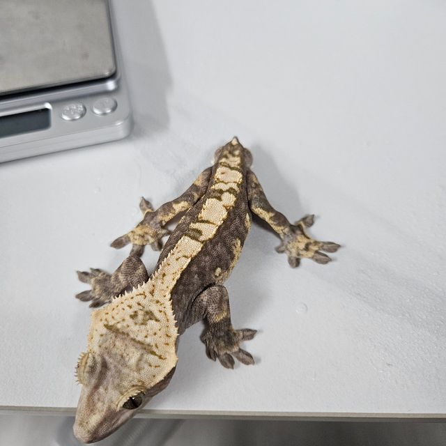 100%헷아잔틱