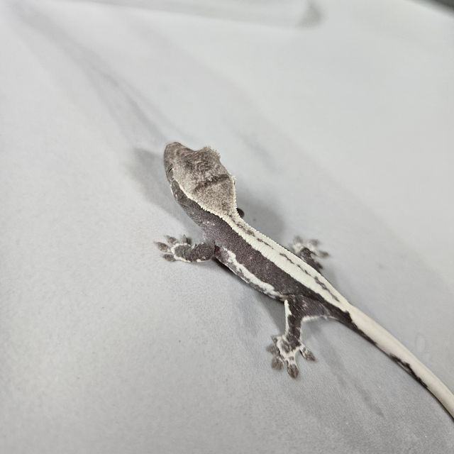 릴잔틱
