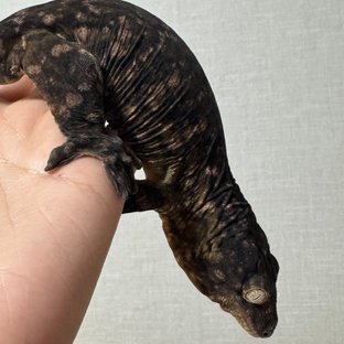 멜라니스틱 하이 컬러 리버만