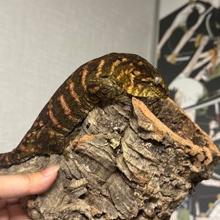 헷 멜라니스틱 하키토 레드바