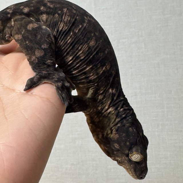 멜라니스틱 하이 컬러 리버만