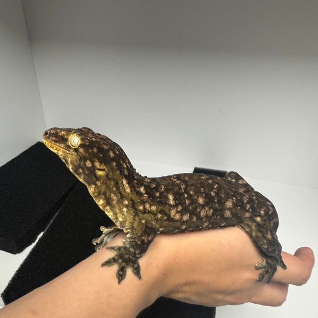 멜라니스틱 하이 컬러 리버만