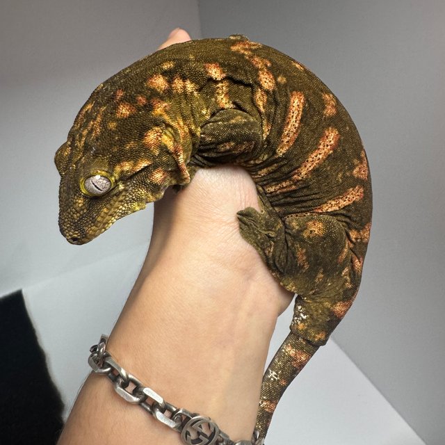 헷 멜라니스틱 하키토 레드바