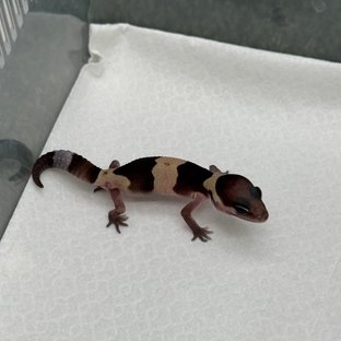 노멀 헷 카라멜 헷 오레오 헷 줄루