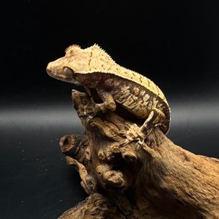 노멀 트라이 쿼드 화이트스팟 핀스트라이프