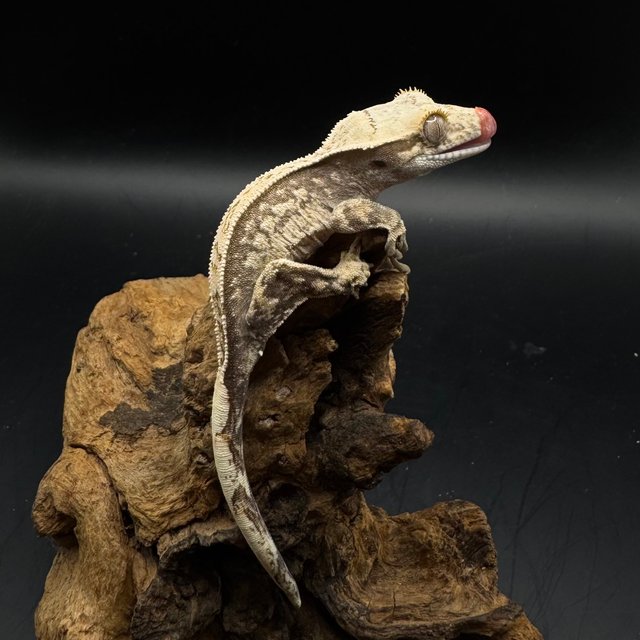 풀핀 쿼드 화이트스팟 트라이 노멀