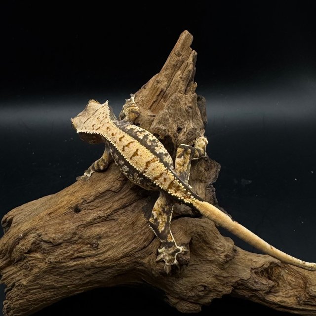 노멀 트라이 쿼드 화이트스팟 핀스트라이프