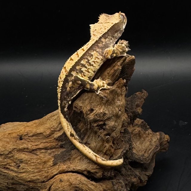 노멀 트라이 쿼드 화이트스팟 핀스트라이프