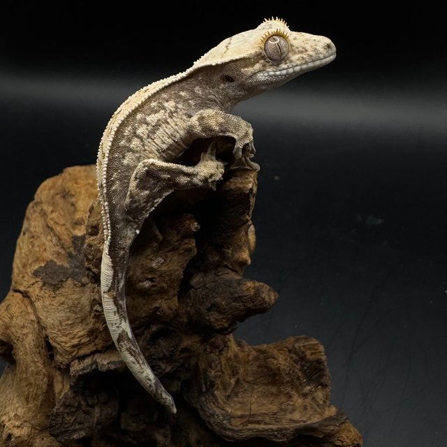 풀핀 쿼드 화이트스팟 트라이 노멀