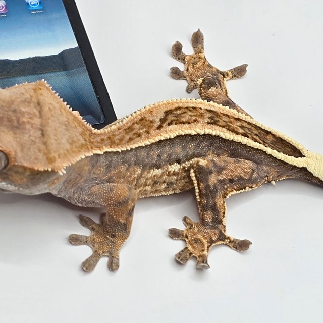 카푸치노 쿼드 풀핀