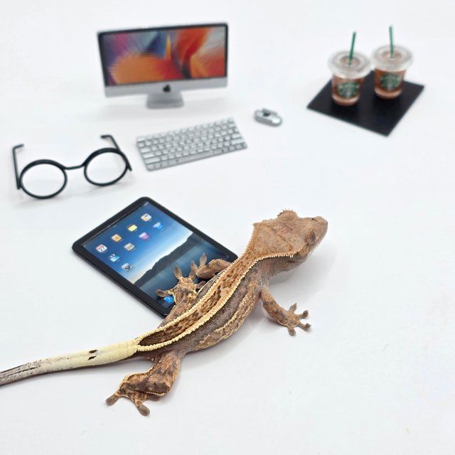 카푸치노 쿼드 풀핀