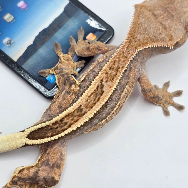 카푸치노 쿼드 풀핀