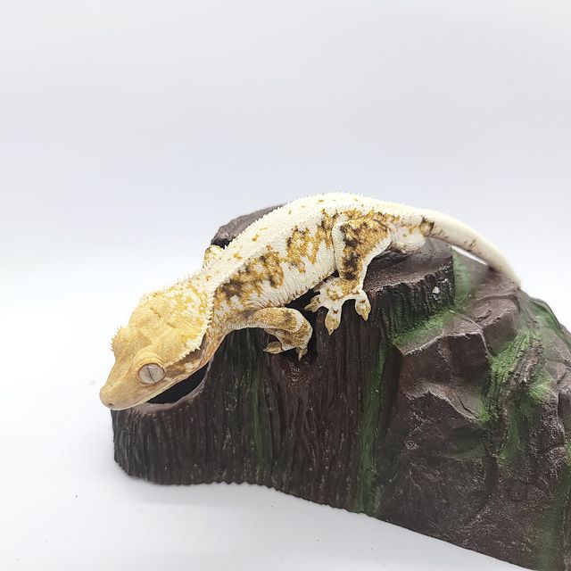 릴리화이트 트라이