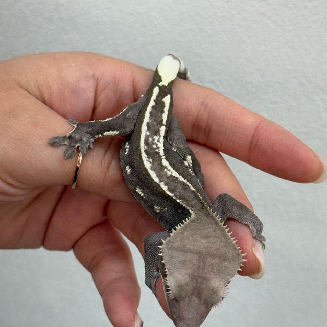 아잔틱