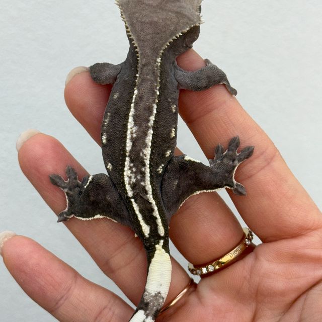 아잔틱