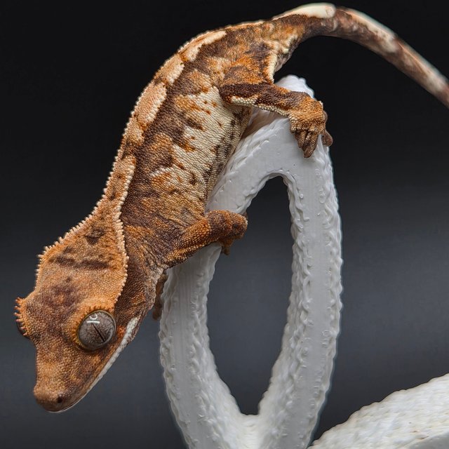 노멀 트라이 익스트림할리퀸