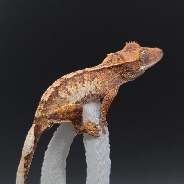 노멀 트라이 익스트림할리퀸