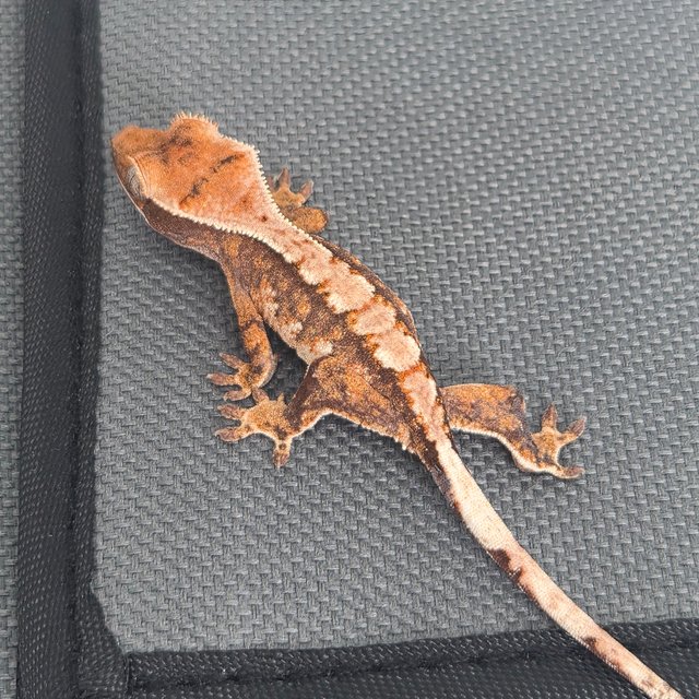 노멀 트라이 텐저린