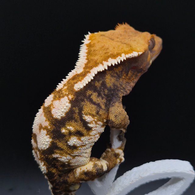 노멀 트라이 익스트림할리퀸