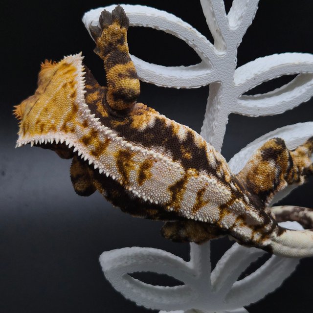 노멀 트라이 화이트크라운