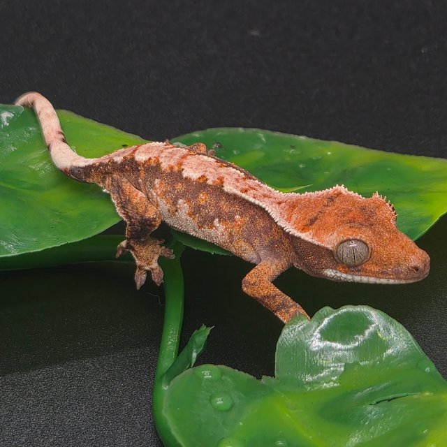 노멀 트라이 텐저린