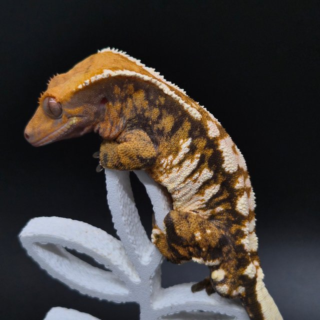 노멀 트라이 익스트림할리퀸