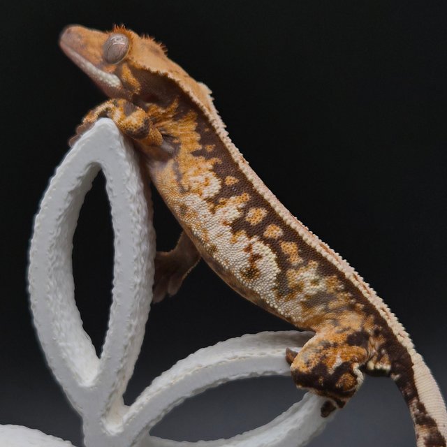 노멀 트라이 쿼드