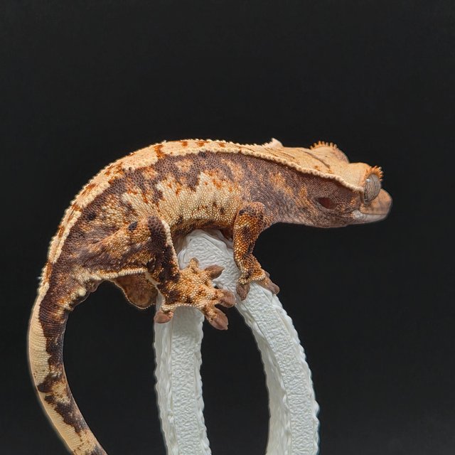 노멀 트라이 익스트림할리퀸