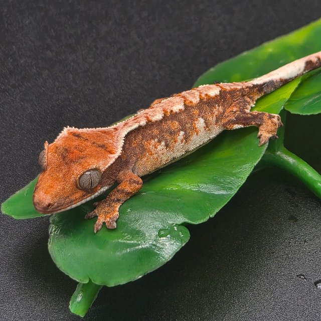 노멀 트라이 텐저린