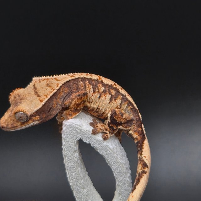 노멀 트라이 익스트림할리퀸