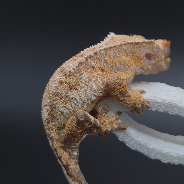 노멀 트라이 익스트림할리퀸