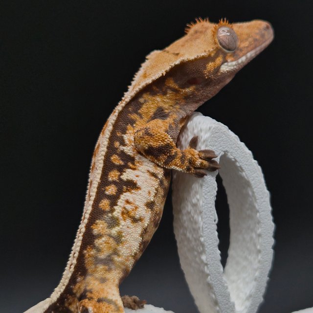 노멀 트라이 쿼드