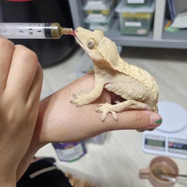 노멀 크림시클