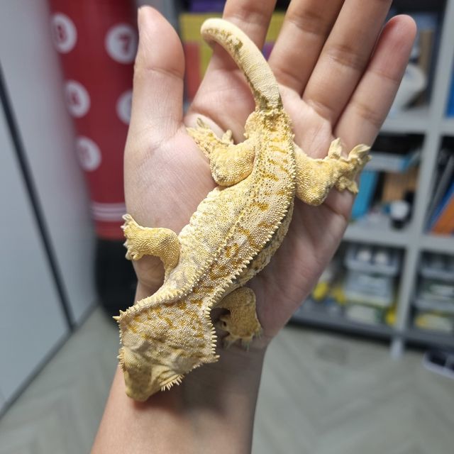 노멀