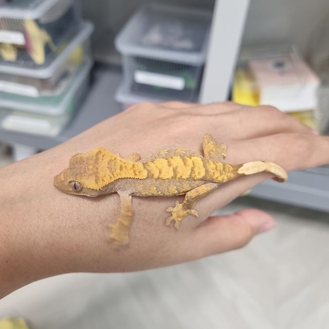노멀 세이블