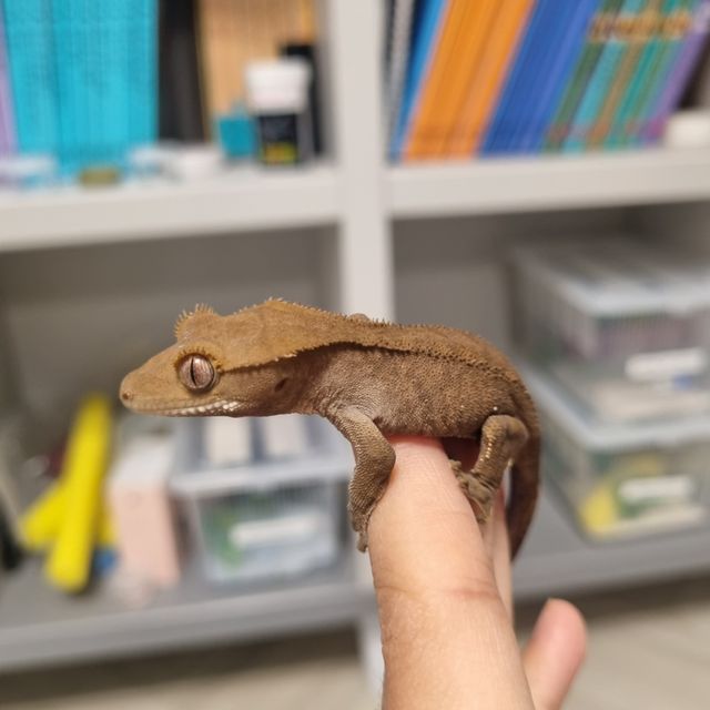 챠콜