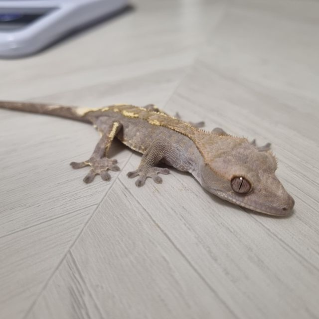 카푸치노 트라이