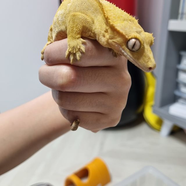 노멀 크림시클