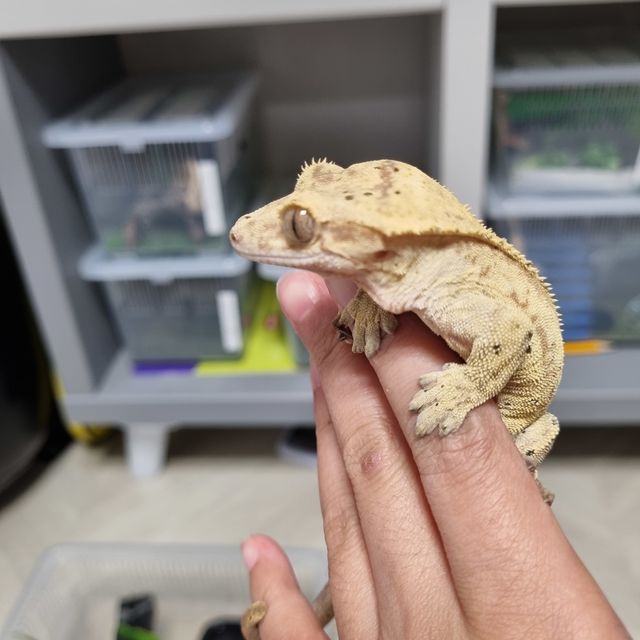달마시안 크림